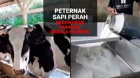 Pada Masa Pandemi Peternak Sapi Perah Panen