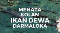 Pesona Ikan Dewa di Kolam Darmaloka