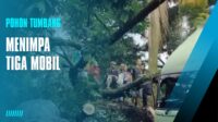 Dua Angkot Ngetem dan Satu Kontainer Lewat Tertimpa Pohon Tumbang