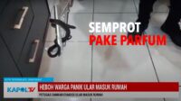 Ini Tips Mengamankan Ular Jika  Masuk Rumah