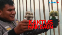 Kaktus dari Ciamis Jadi Primadona