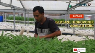 KIPRAH | Bertani Hidroponik Adalah Hobi