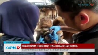 DINAS PERTANIAN CEK KESEHATAN HEWAN KURBAN JELANG IDULADHA