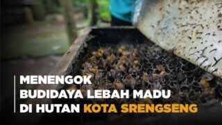 Menengok Budidaya Lebah Trigona di Hutan Kota Srengseng