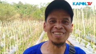 Kurang Pasokan Air Petani Cabai Di Rajapolah Terancam Gagal Panen