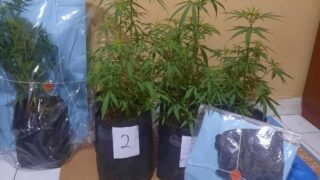 Gagal Kelabui Warga, Siasat Dua Pemuda di Rajapolah Sembunyikan Pot Ganja di Kebun Cabai Terbongkar