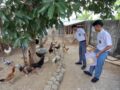 Kreatif! SMAN 6 Tasikmalaya Sulap Sisa Makanan MBG dan Sampah Organik Jadi Pakan Ternak hingga Maggot