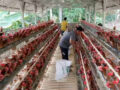 Harga Pakan Mahal, Peternak Ayam di Ciamis Menjerit