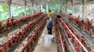 Harga Pakan Mahal, Peternak Ayam di Ciamis Menjerit